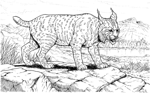 Canadian Lynx Coloring Page